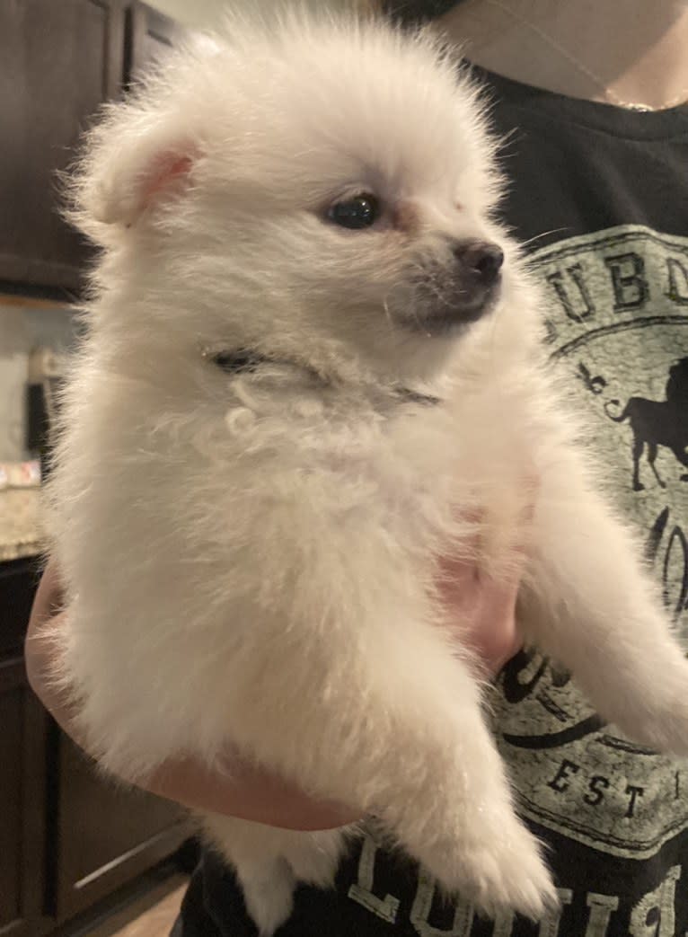 Koda, a Pomeranian tested with EmbarkVet.com