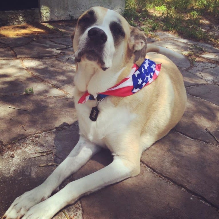 Jake, a Great Pyrenees and American Staffordshire Terrier mix tested with EmbarkVet.com