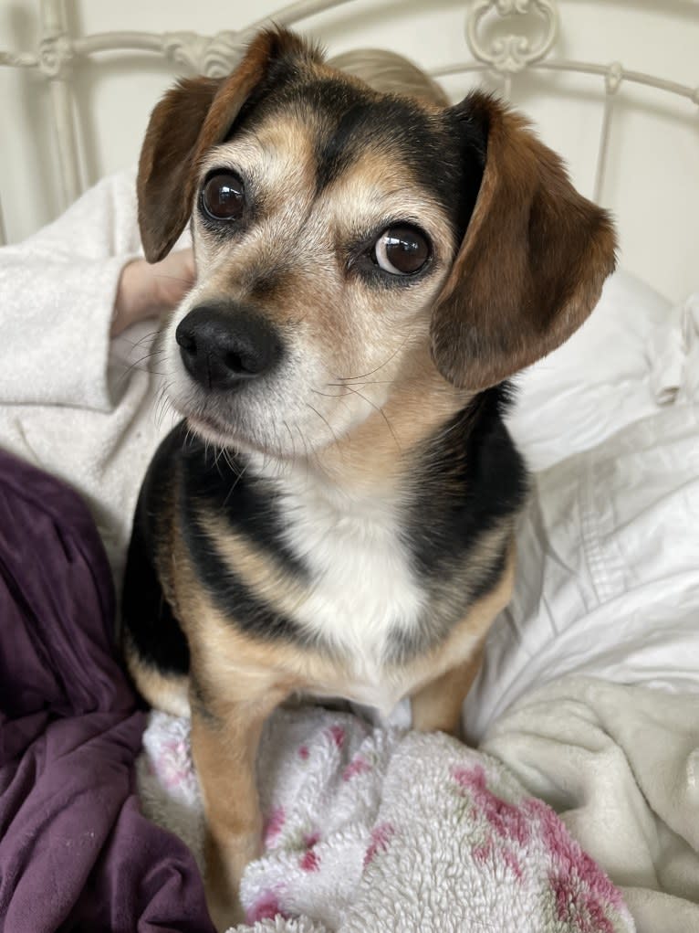 Harold, a Beagle and Miniature Schnauzer mix tested with EmbarkVet.com