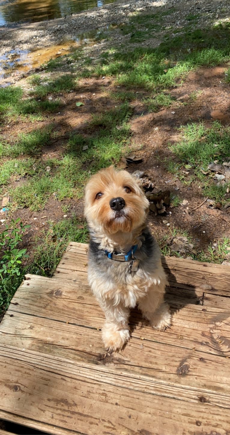 Bowii, a Yorkshire Terrier and Beagle mix tested with EmbarkVet.com