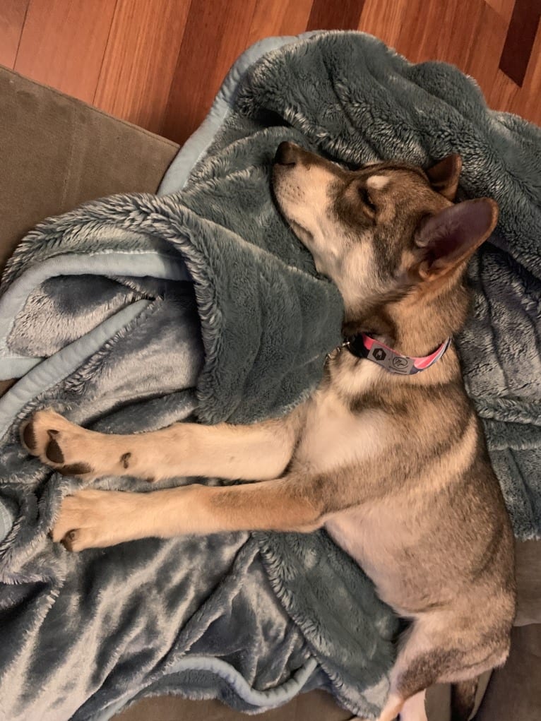 Pepper, a Siberian Husky and Alaskan Malamute mix tested with EmbarkVet.com