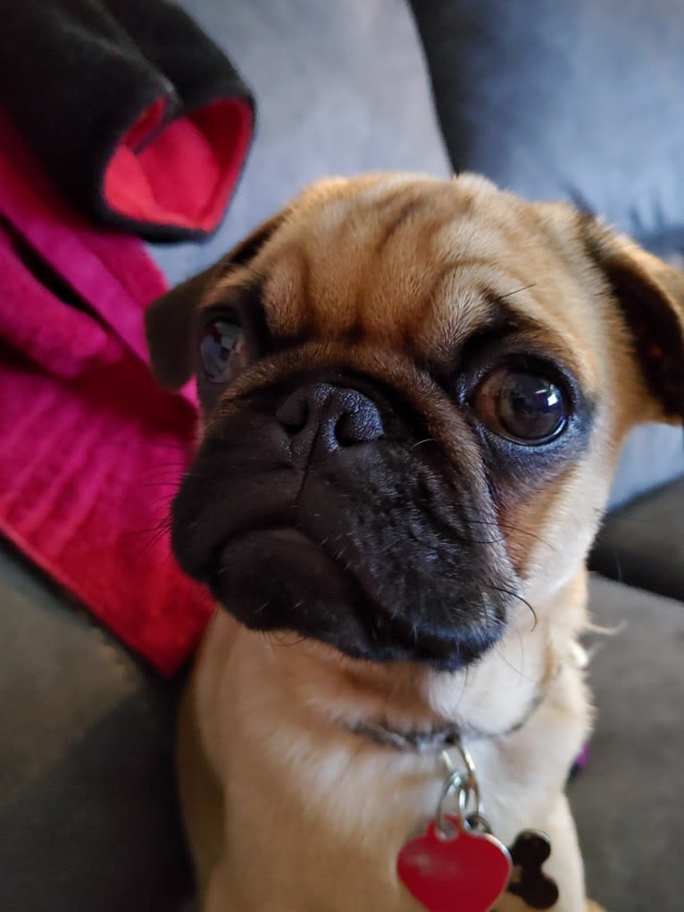 Leroy Fisher, a Pug tested with EmbarkVet.com