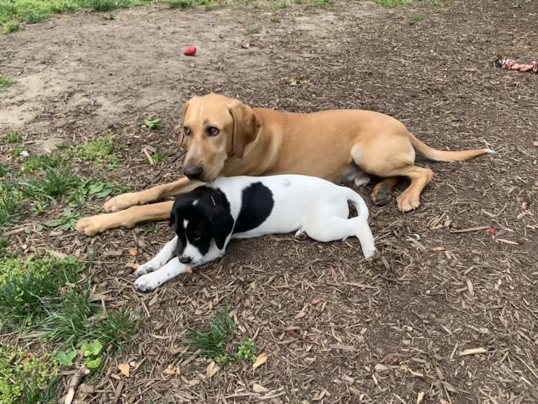 Chief, a German Shorthaired Pointer and Labrador Retriever mix tested with EmbarkVet.com