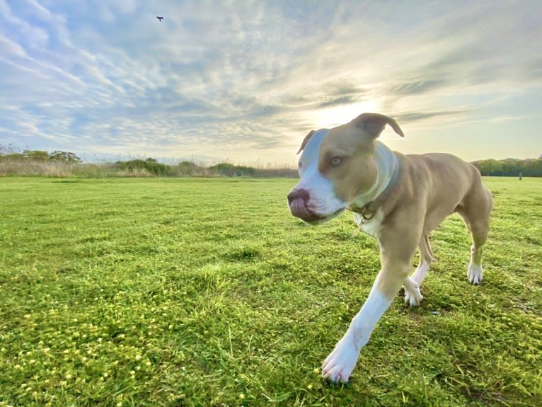 MEGA II, an American Pit Bull Terrier tested with EmbarkVet.com