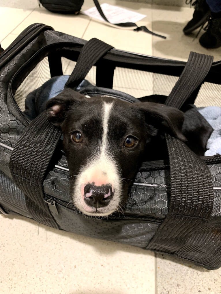 Rufus, an American Staffordshire Terrier and Australian Cattle Dog mix tested with EmbarkVet.com