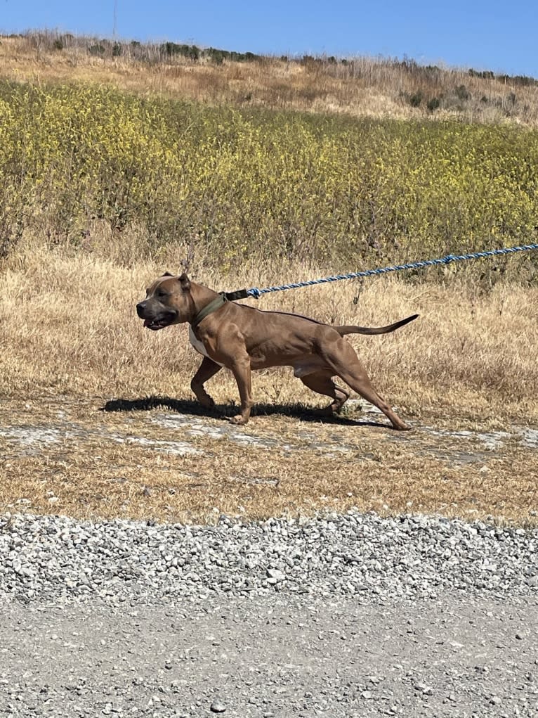 Storm King, an American Bully tested with EmbarkVet.com