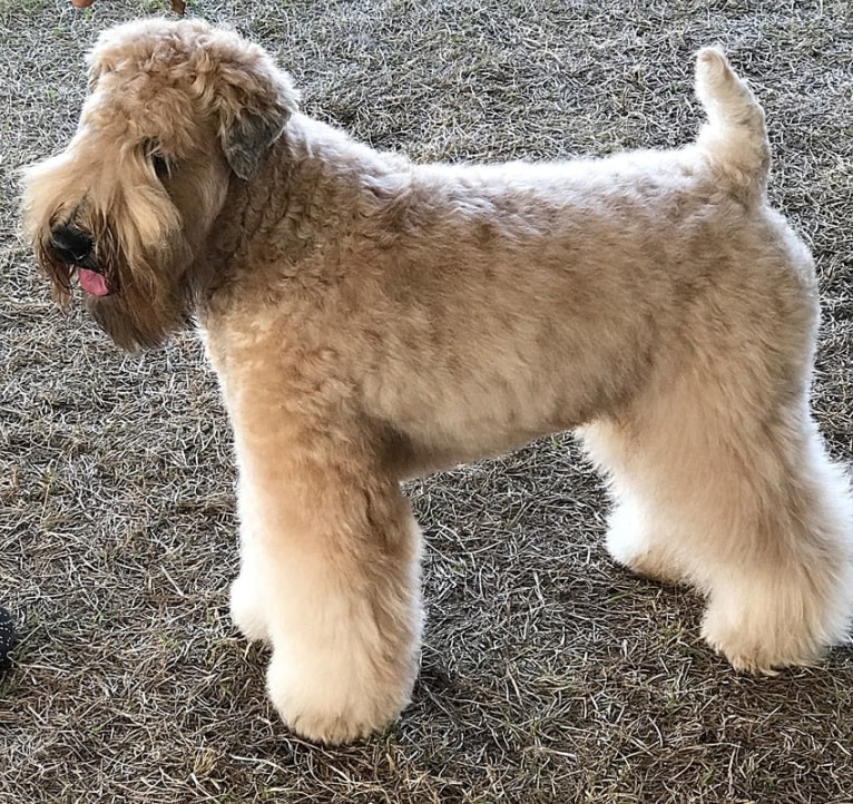 Otis, a Soft Coated Wheaten Terrier tested with EmbarkVet.com