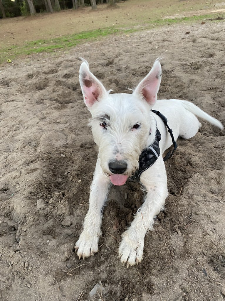 Thelma, a Bull Terrier and American Pit Bull Terrier mix tested with EmbarkVet.com