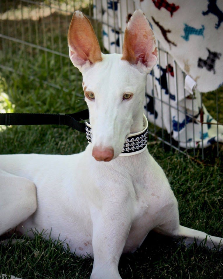 G, an Ibizan Hound tested with EmbarkVet.com