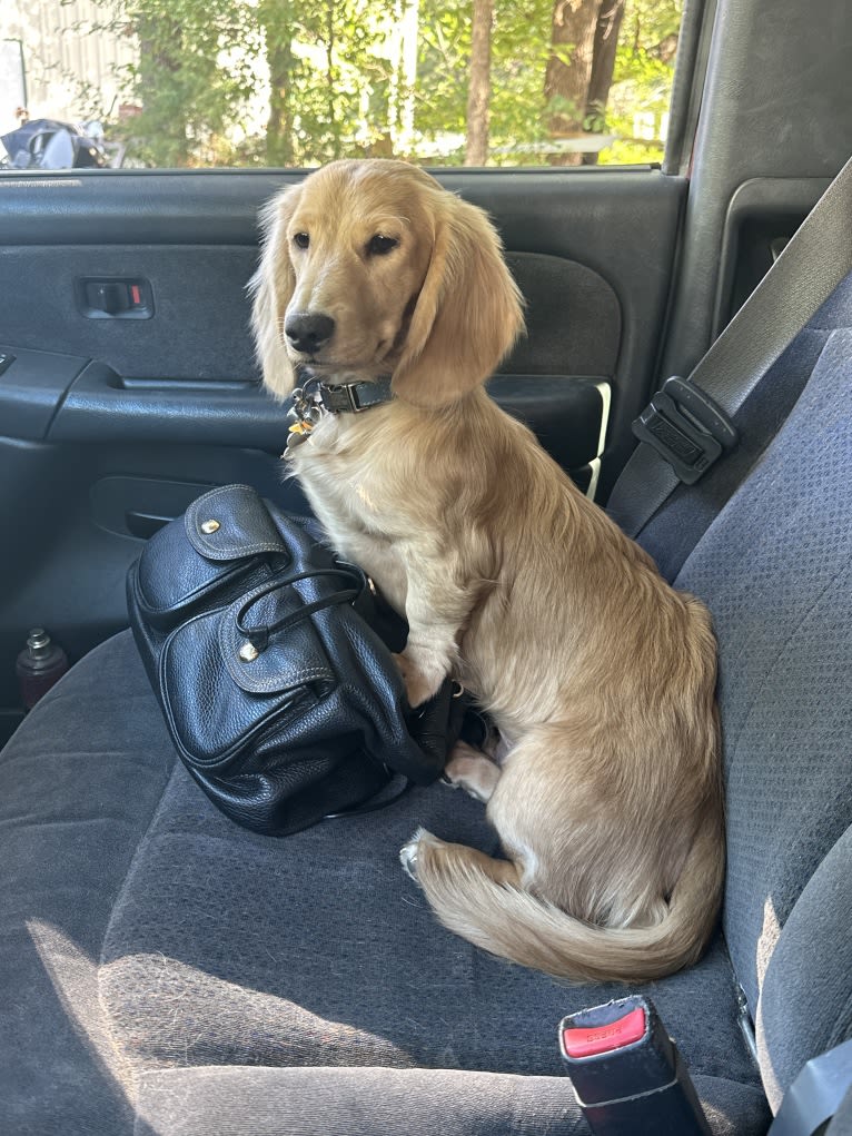 Amadeus, a Dachshund tested with EmbarkVet.com