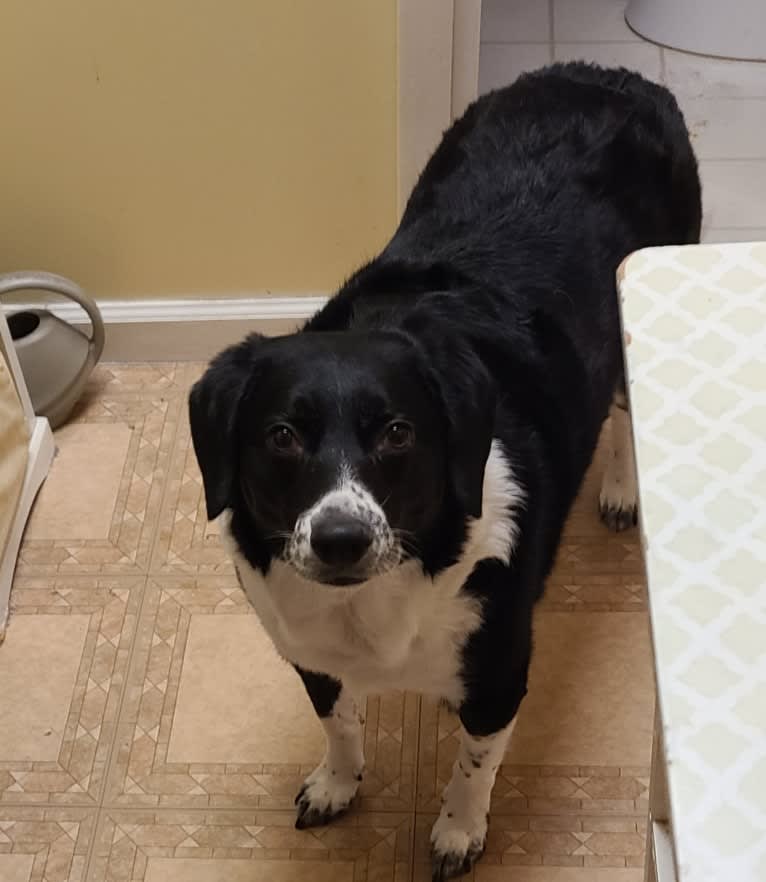 Sadie, a Beagle and Border Collie mix tested with EmbarkVet.com