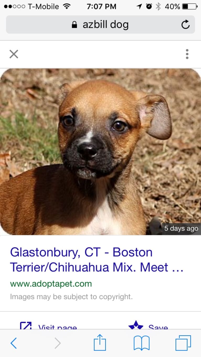 Gus, a Staffordshire Terrier and Russell-type Terrier mix tested with EmbarkVet.com
