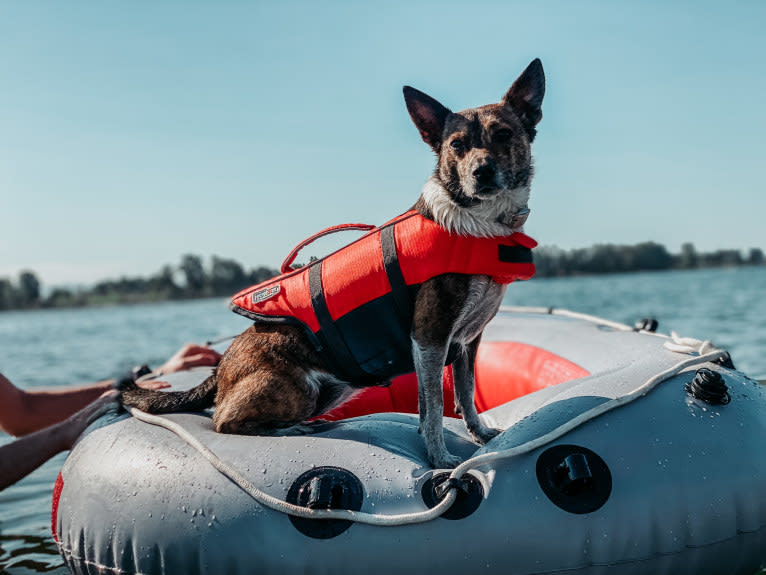 Mudge, a Chihuahua and Australian Cattle Dog mix tested with EmbarkVet.com