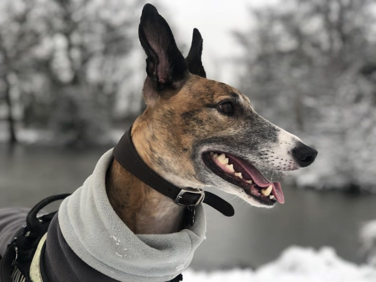 Barton, a Greyhound tested with EmbarkVet.com