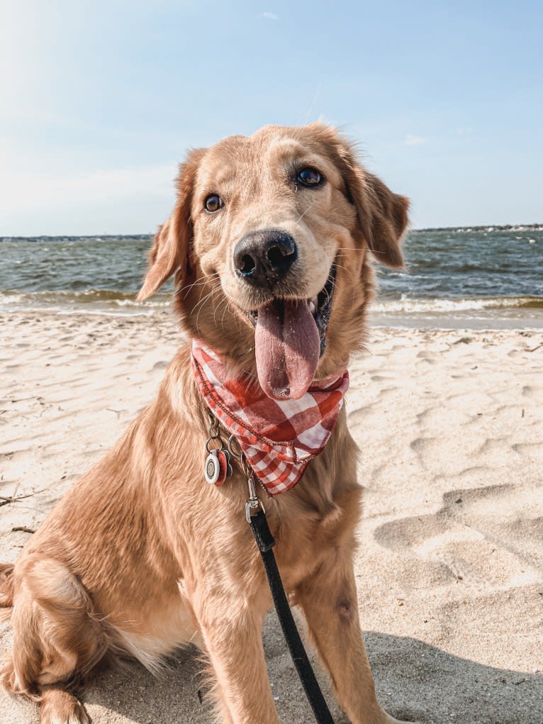 Marley, a Golden Retriever tested with EmbarkVet.com