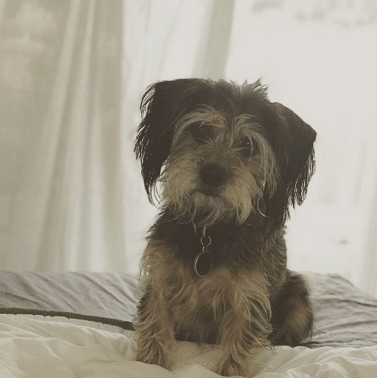 Cooper, a Lhasa Apso and Dachshund mix tested with EmbarkVet.com
