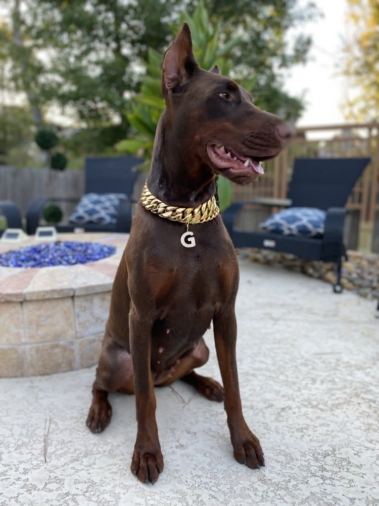 Gertie, a Doberman Pinscher tested with EmbarkVet.com