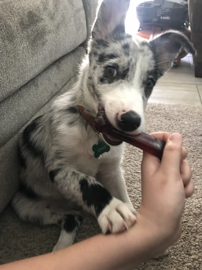 Enzo, a Border Collie (14.4% unresolved) tested with EmbarkVet.com