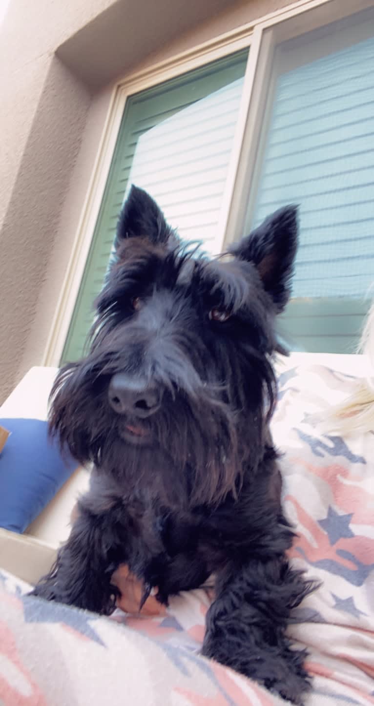 Zena, a Scottish Terrier tested with EmbarkVet.com