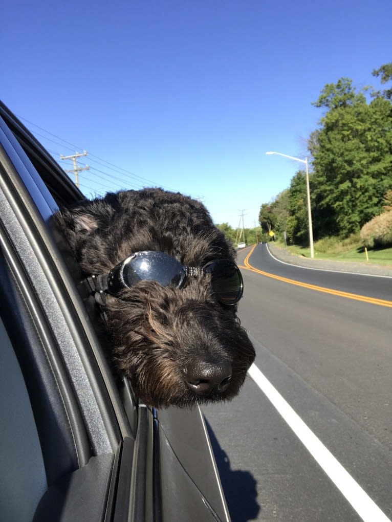 Nick, a Poodle (Standard) and Labrador Retriever mix tested with EmbarkVet.com