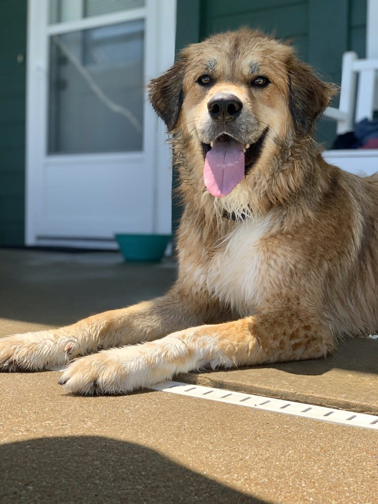 Bailey, a Great Pyrenees and American Foxhound mix tested with EmbarkVet.com