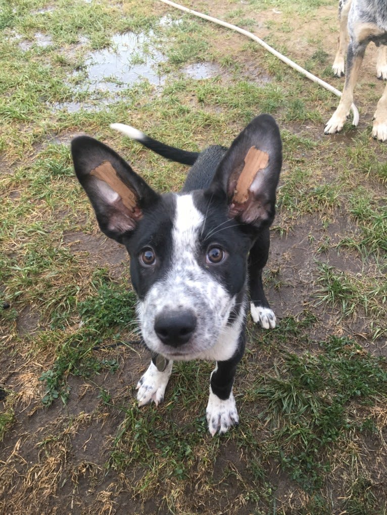 Jason, a Koolie tested with EmbarkVet.com