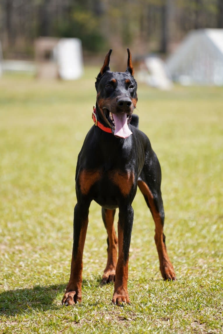 Duke, a Doberman Pinscher tested with EmbarkVet.com