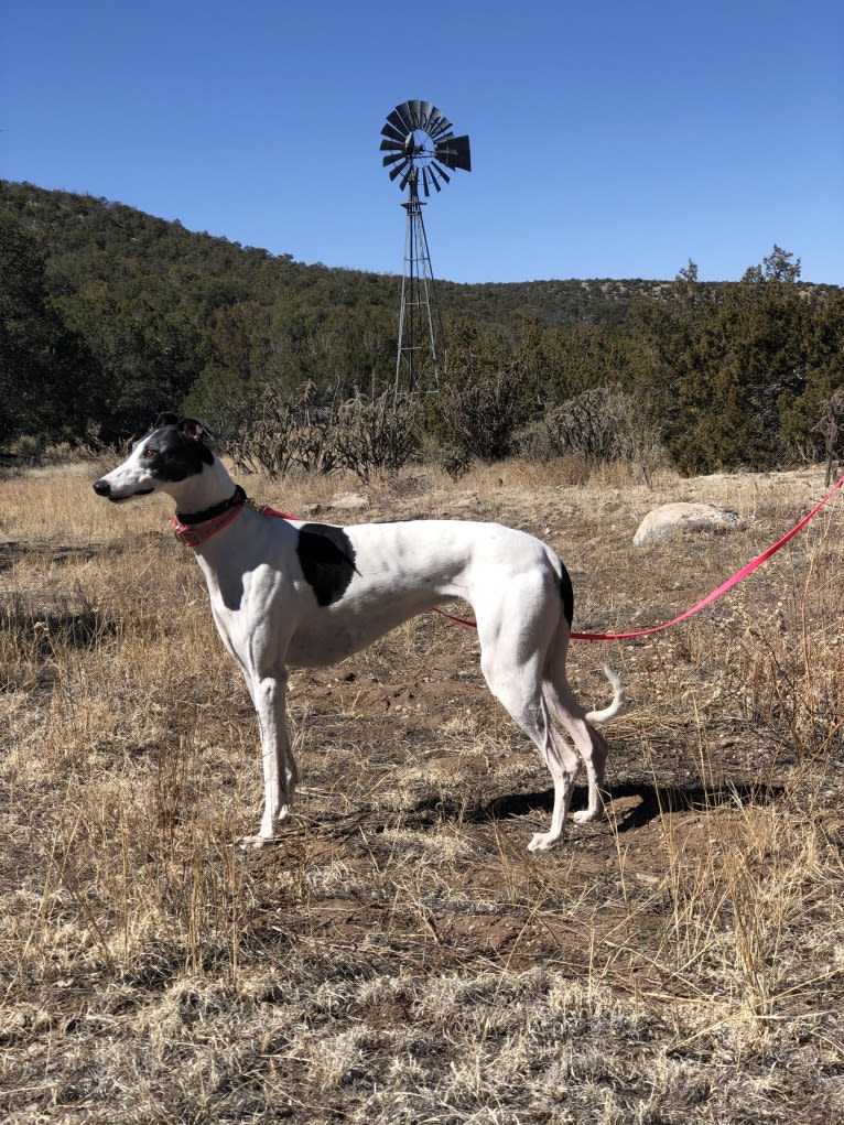 Caddy, a Greyhound tested with EmbarkVet.com