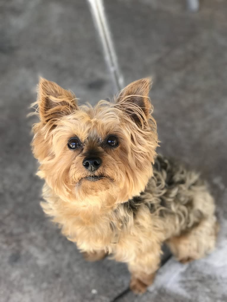 Ross, a Yorkshire Terrier tested with EmbarkVet.com