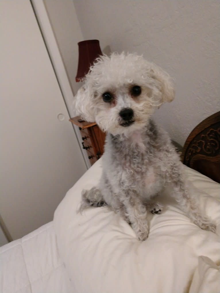 Chloe, a Poodle (Small) and Maltese mix tested with EmbarkVet.com