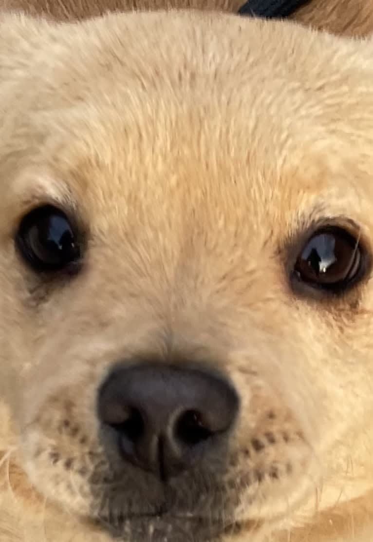 Teddy Bear, a Poodle (Small) and Chow Chow mix tested with EmbarkVet.com