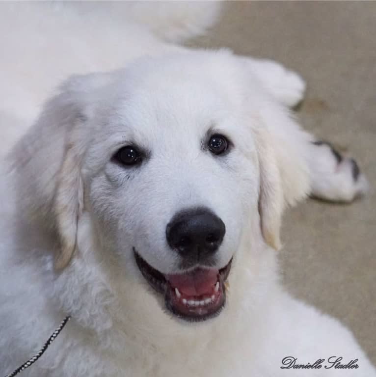 “Loaner” Szumeria’s Mine Till Monday, a Kuvasz tested with EmbarkVet.com