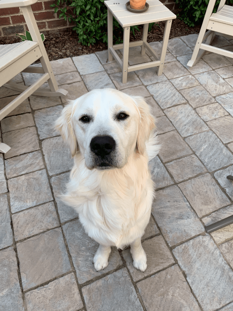 Hudson Gene Dement, a Golden Retriever tested with EmbarkVet.com