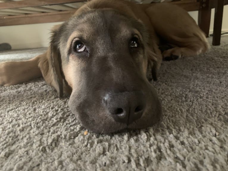 Valerie, an American Bulldog and Chinese Shar-Pei mix tested with EmbarkVet.com