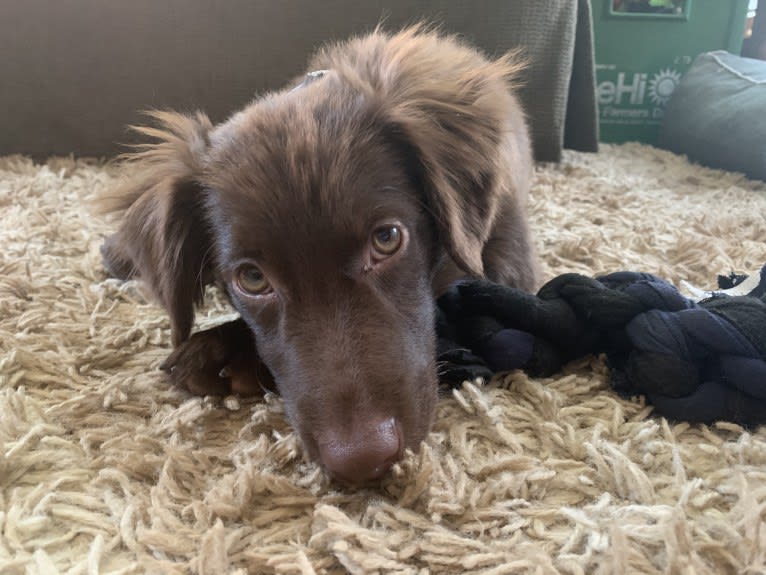 Snickers, an Australian Shepherd tested with EmbarkVet.com