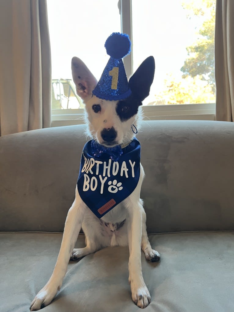Luke Skywalker, an Australian Cattle Dog and Rat Terrier mix tested with EmbarkVet.com
