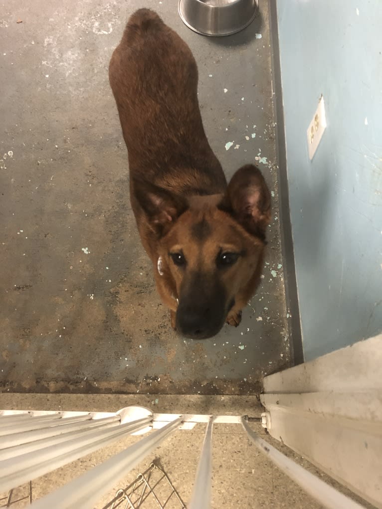 Scout, a Southeast Asian Village Dog and Golden Retriever mix tested with EmbarkVet.com