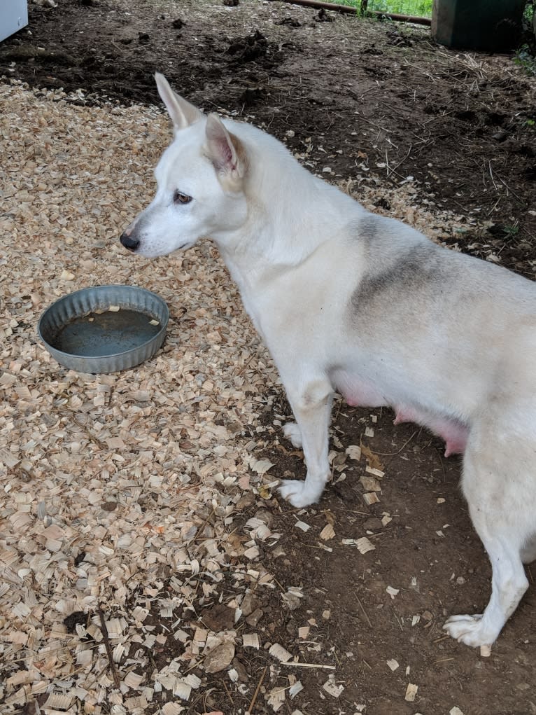 Issah, a Siberian Husky and American Pit Bull Terrier mix tested with EmbarkVet.com