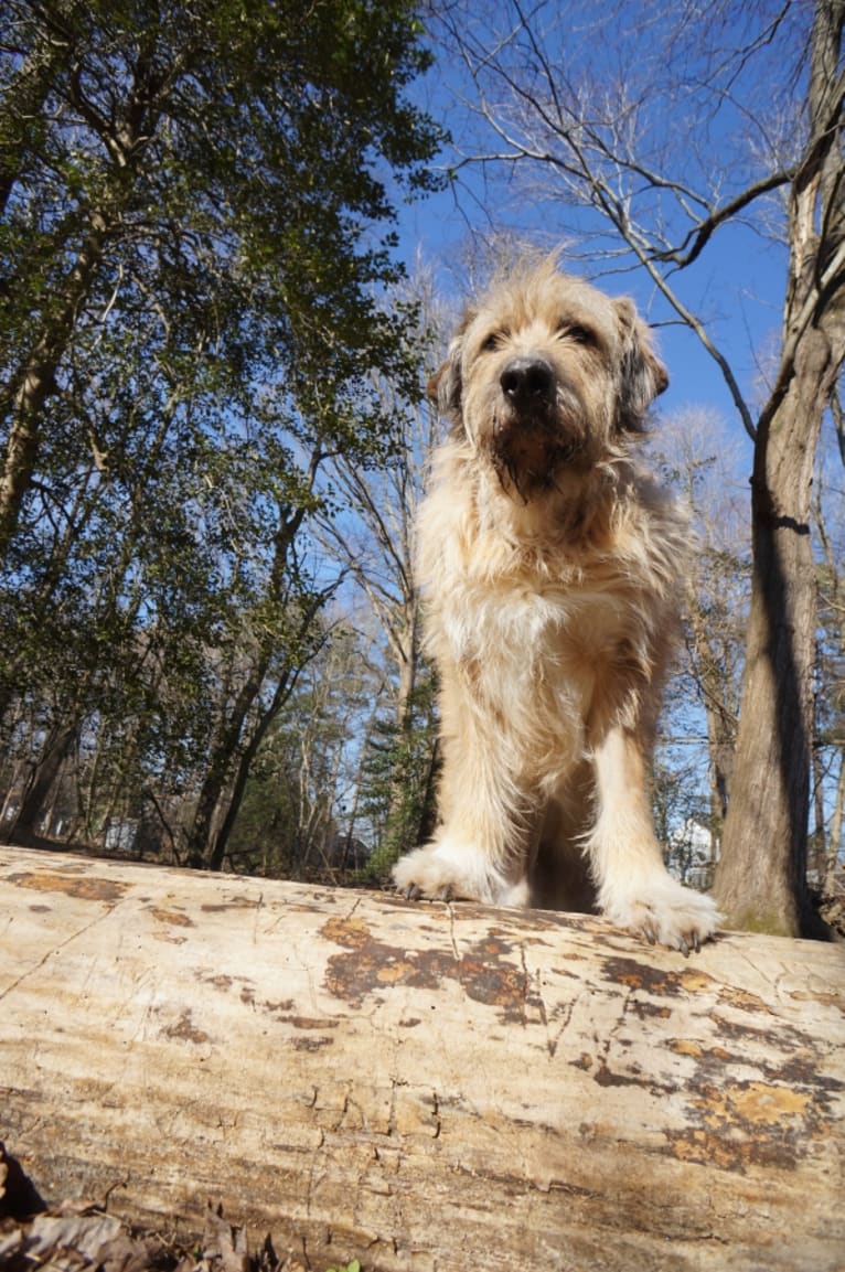 Kaos, a German Shepherd Dog and Great Pyrenees mix tested with EmbarkVet.com