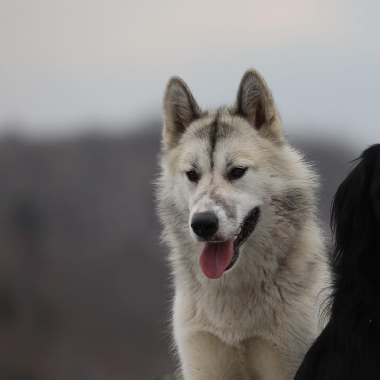 Suka, a Canadian Eskimo Dog tested with EmbarkVet.com