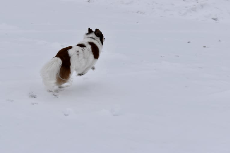 Cooper, an Australian Cattle Dog and Shih Tzu mix tested with EmbarkVet.com