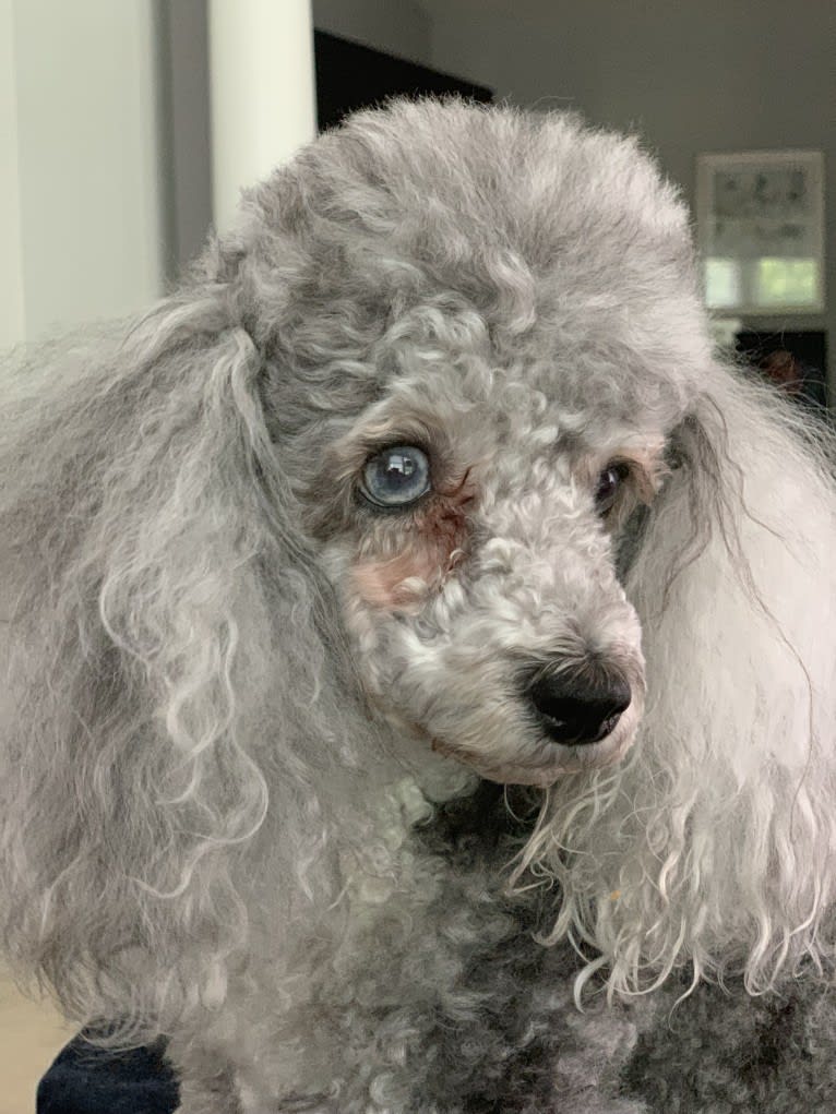 Sophie, a Poodle (Small) tested with EmbarkVet.com
