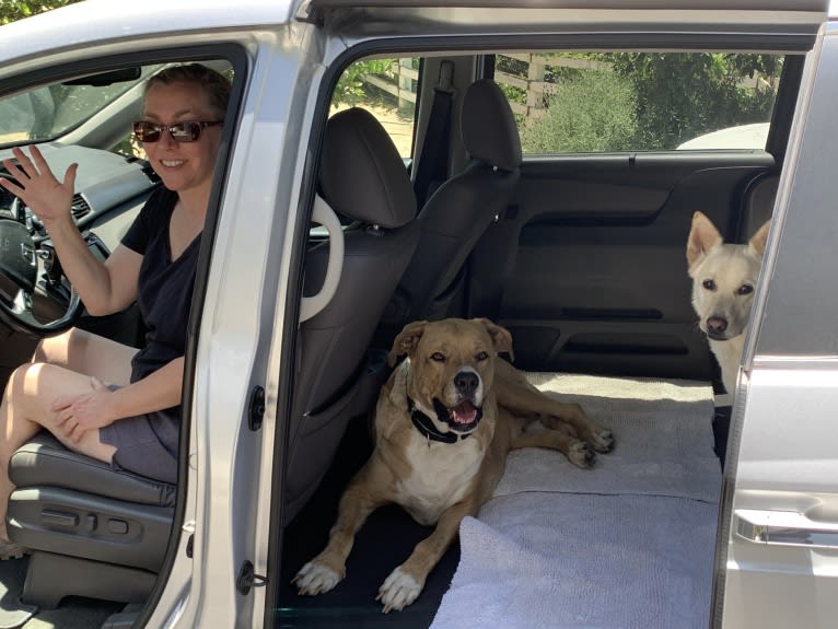 Photo of Roscoe, an American Pit Bull Terrier, German Shepherd Dog, and American Bulldog mix in La Habra Heights, California, USA