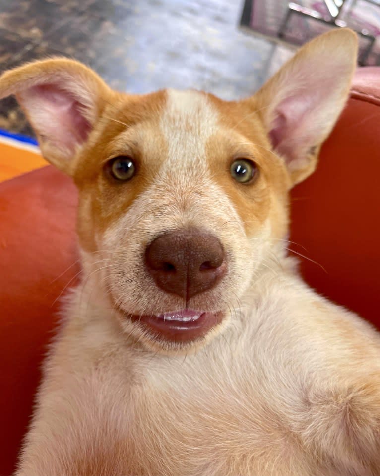 Lou, an Australian Cattle Dog and Australian Shepherd mix tested with EmbarkVet.com