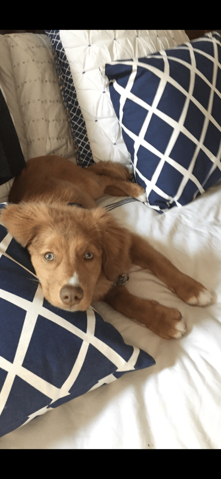 Henry, a Nova Scotia Duck Tolling Retriever tested with EmbarkVet.com