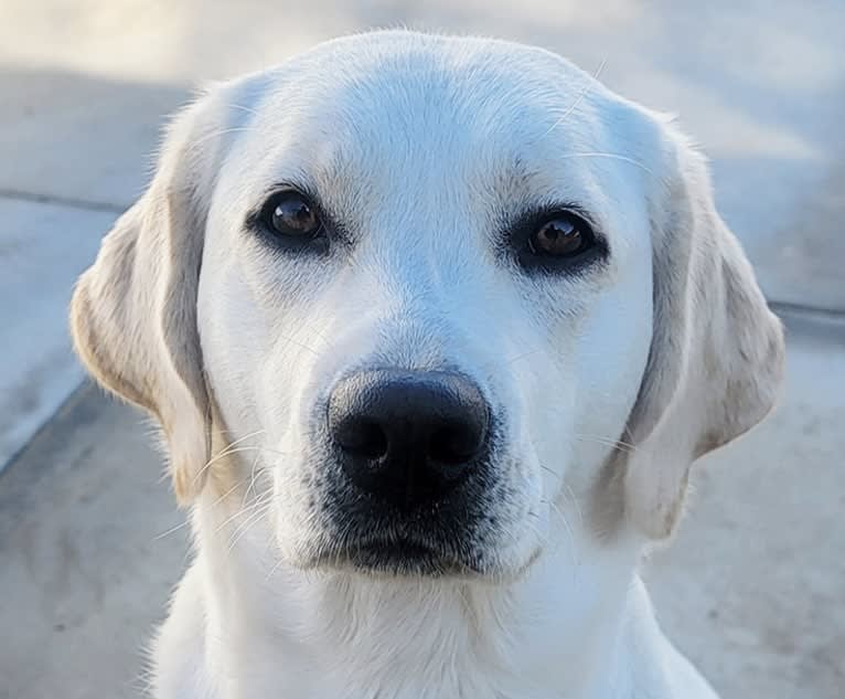 Honey, a Labrador Retriever tested with EmbarkVet.com