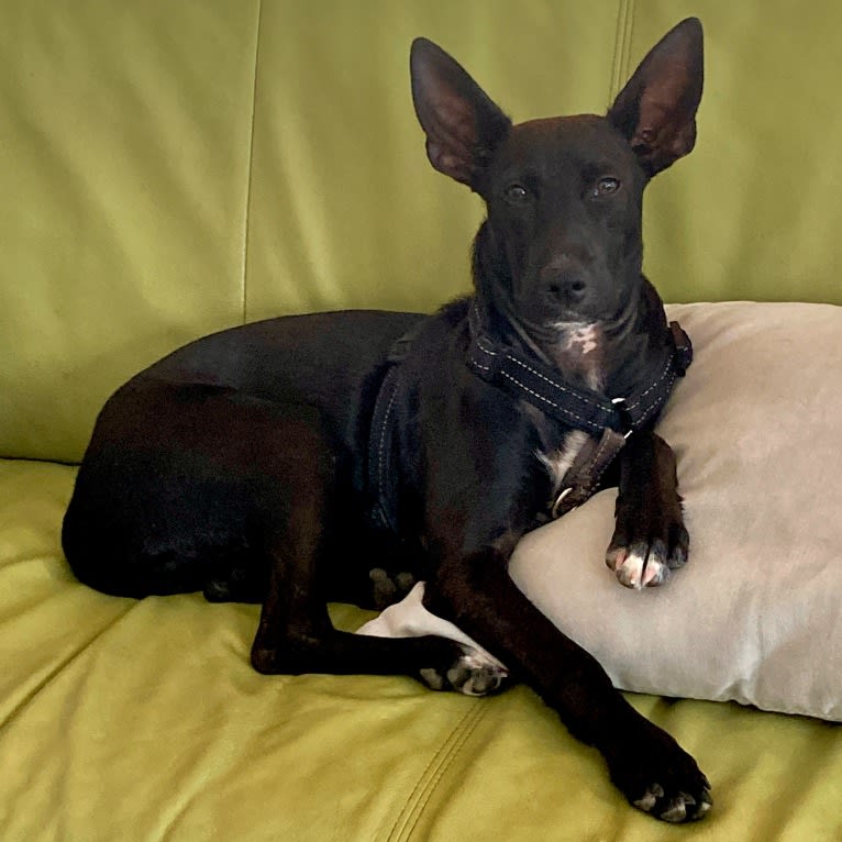 Stanley, a Chihuahua and Poodle (Small) mix tested with EmbarkVet.com