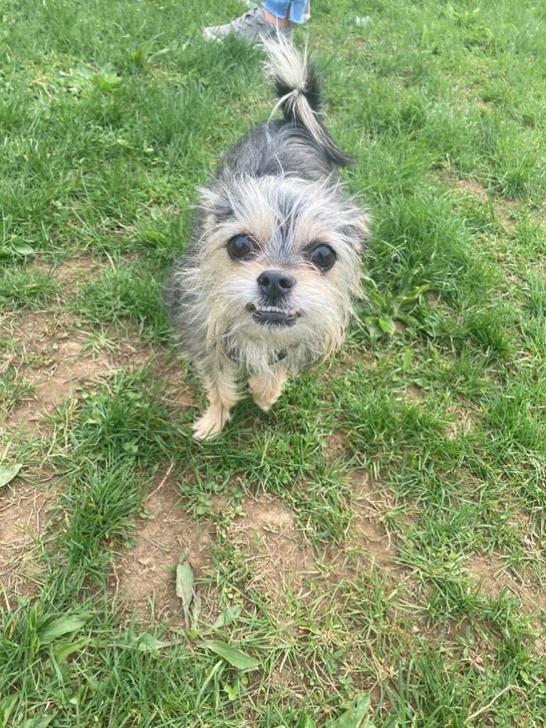 Jax, a Maltese and Chihuahua mix tested with EmbarkVet.com