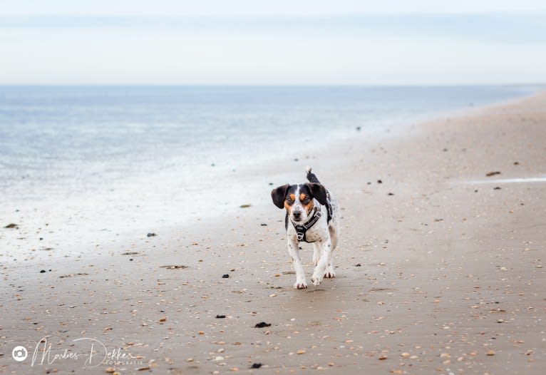 Storm, a Brittany and Russell-type Terrier mix tested with EmbarkVet.com