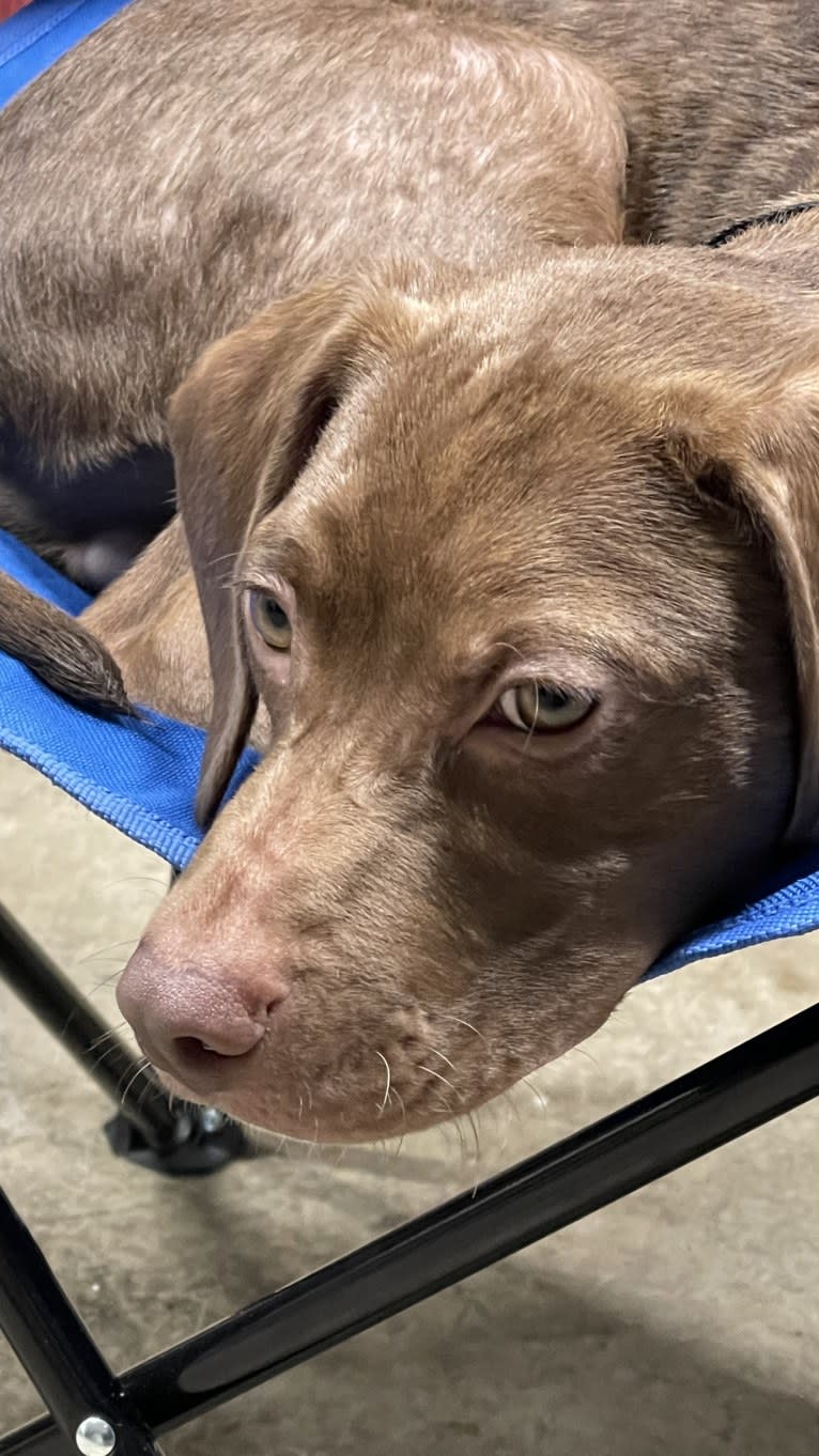 Utah, an American Pit Bull Terrier and Boykin Spaniel mix tested with EmbarkVet.com